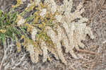 Canada goldenrod